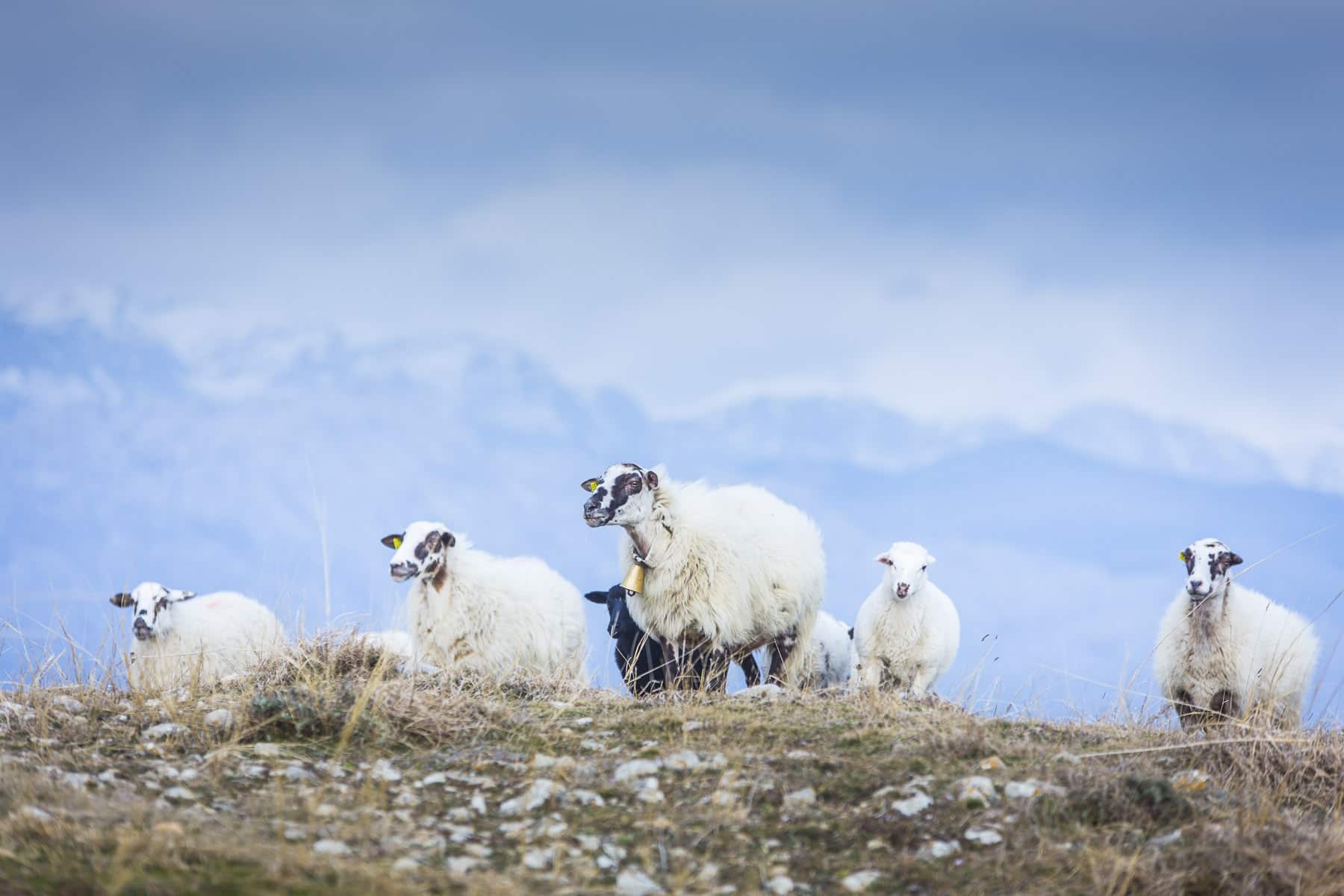 10 photos to inspire adventure travel in Croatia Sheeps